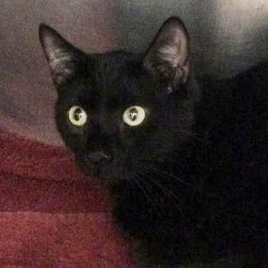 Adopt Vic a All Black Domestic Shorthair / Domestic Shorthair / Mixed cat in
