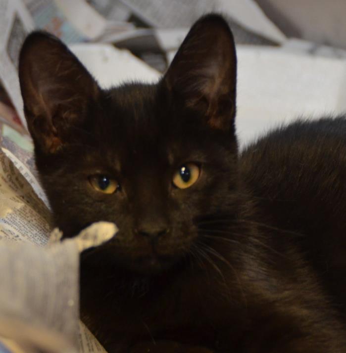 Adopt Jonathon a Domestic Short Hair