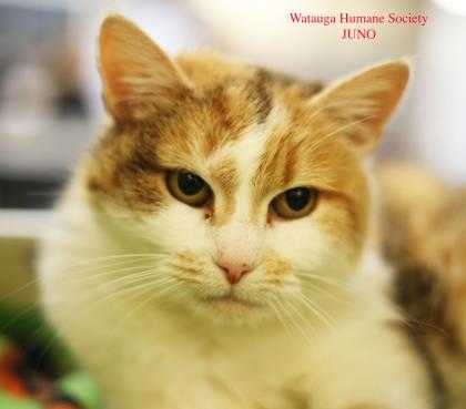 Adopt Juno a White Domestic Shorthair / Domestic Shorthair / Mixed cat in Boone