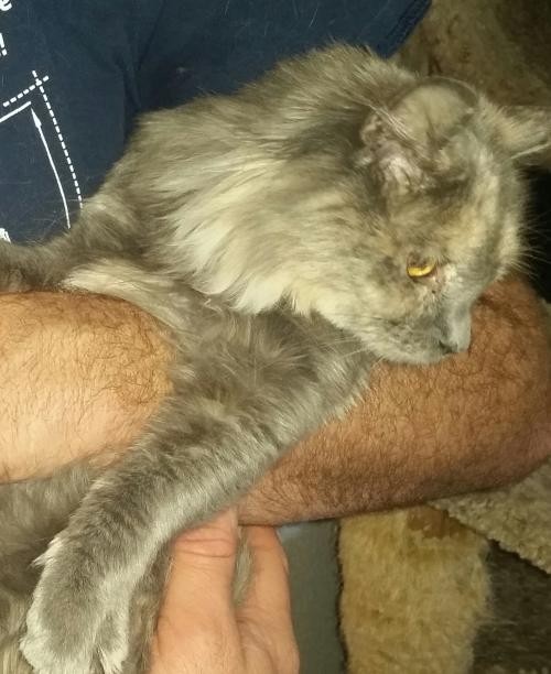 Adopt Penelope a Calico or Dilute Calico Domestic Longhair / Mixed (long coat)