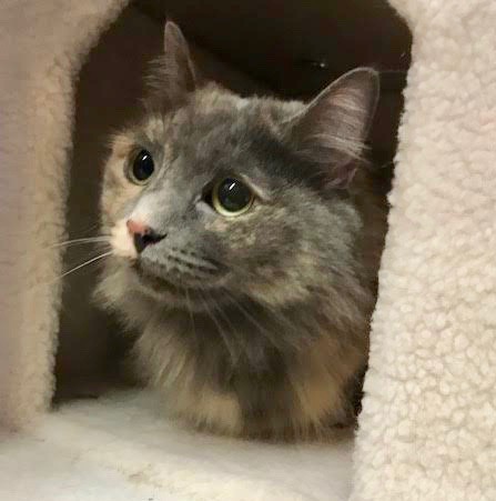 Adopt Trixie a Calico or Dilute Calico Calico (medium coat) cat in Greenburgh