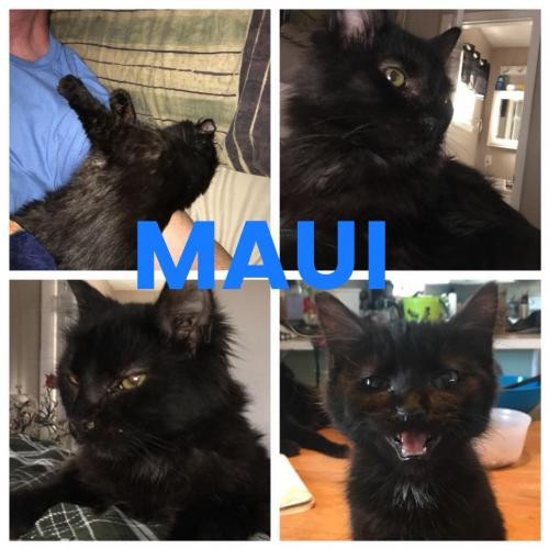 Adopt MAUI a Domestic Longhair / Mixed (long coat) cat in Lawton, OK (20703108)