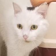 Adopt Bullseye a White Domestic Shorthair / Domestic Shorthair / Mixed cat in