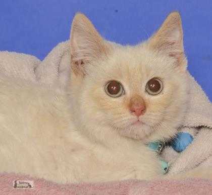 Adopt Ralph a White Siamese / Domestic Shorthair / Mixed cat in Yakima
