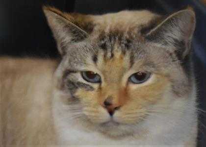 Adopt Paislee (was Emma) 896080 a Cream or Ivory Domestic Shorthair / Domestic