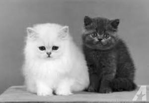 Cute Munckins Kittens For Sale