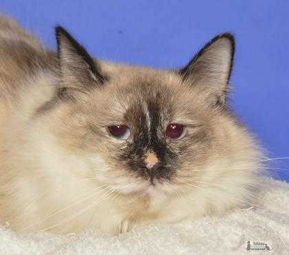 Adopt Diamond a Cream or Ivory Siamese / Domestic Shorthair / Mixed cat in