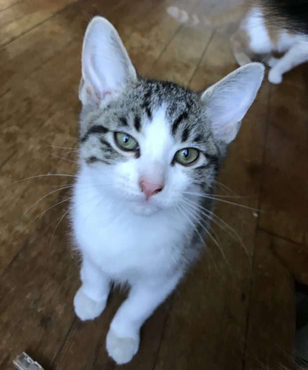 Adopt Juneau a Domestic Short Hair