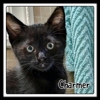 Adopt Charmer a All Black Domestic Shorthair / Domestic Shorthair / Mixed cat in