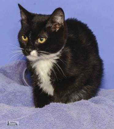 Adopt Harmony a All Black Domestic Shorthair / Domestic Shorthair / Mixed cat in