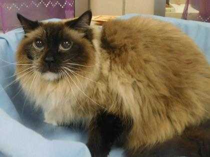 Adopt Romeo a Tan or Fawn Ragdoll / Ragdoll / Mixed cat in Louisville