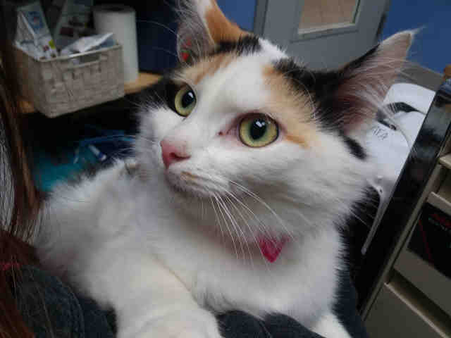 Adopt CALIE a Calico or Dilute Calico Domestic Shorthair / Mixed (short coat)