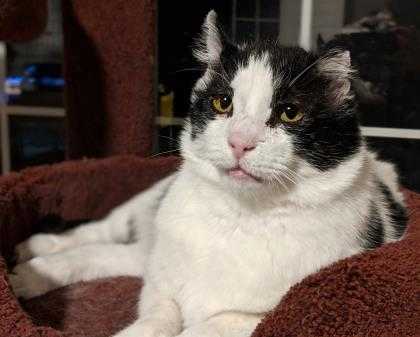 Adopt Rocky a White Domestic Shorthair / Domestic Shorthair / Mixed cat in Salt