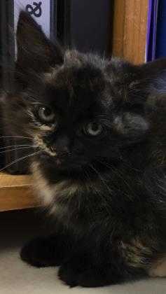 Adopt Julie a All Black Domestic Mediumhair / Domestic Shorthair / Mixed cat in