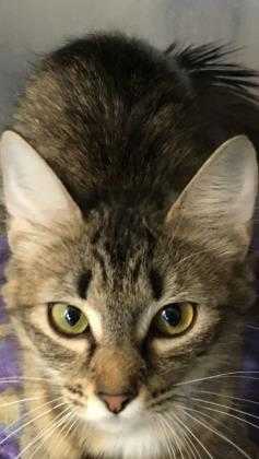 Adopt Joanna a Gray or Blue Domestic Shorthair / Domestic Shorthair / Mixed cat