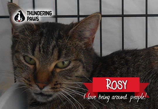 Adopt Rosy a Tiger Striped Domestic Shorthair (short coat) cat in Parkton