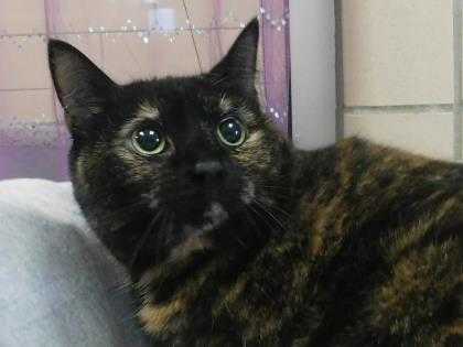 Adopt Ellie (bellie) a All Black Domestic Shorthair / Domestic Shorthair / Mixed