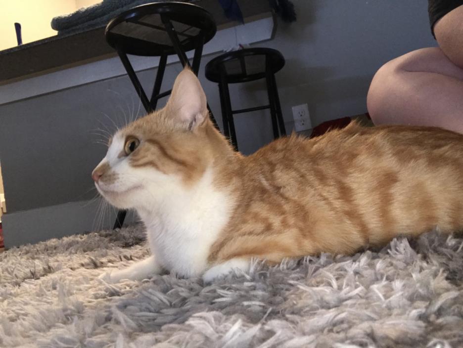 Adopt Dracarus a Orange or Red Tabby Domestic Shorthair / Mixed cat in Atoka