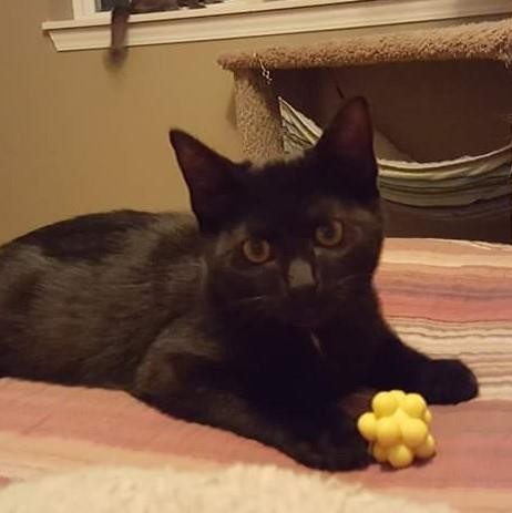 Adopt Thor Junior a All Black Domestic Shorthair / Mixed cat in Arlington