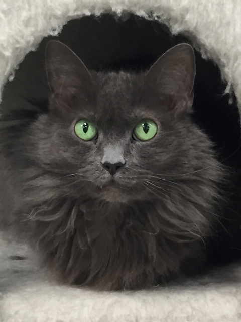 Adopt Shelby a Domestic Long Hair