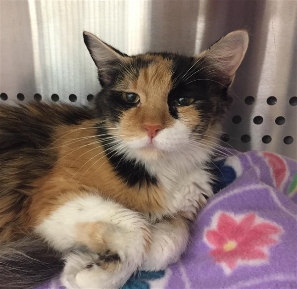 Adopt Zamara a Domestic Longhair / Mixed cat in Corpus Christi, TX (24264266)