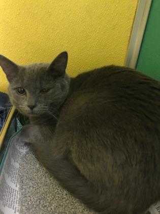 Adopt Issac a Gray or Blue Domestic Shorthair / Domestic Shorthair / Mixed cat