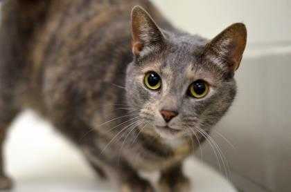 Adopt Berkli a Gray or Blue Domestic Shorthair / Domestic Shorthair / Mixed cat