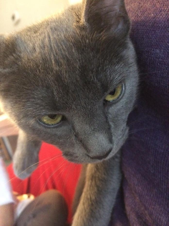 Adopt Ha-Ry a Gray, Blue or Silver Tabby Russian Blue / Mixed cat in Ripon