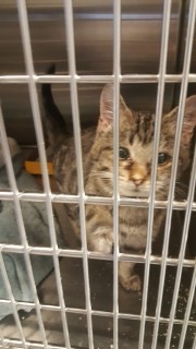 Adopt Ryan a Gray or Blue Domestic Shorthair cat in Carthage, MO (24265828)