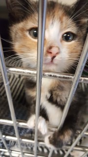 Adopt Miss Scarlet a Tortoiseshell Domestic Mediumhair cat in Carthage