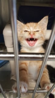 Adopt Colonel Mustard a Orange or Red Domestic Mediumhair cat in Carthage