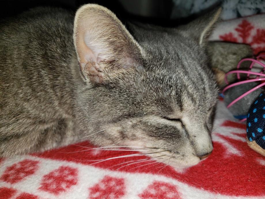 Adopt ROXIE a Gray, Blue or Silver Tabby Domestic Shorthair (short coat) cat in