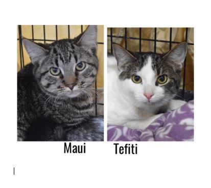 Adopt Maui & Tefiti a Domestic Short Hair, Tabby