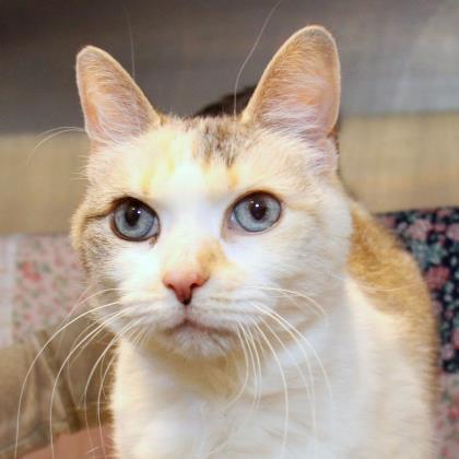 Adopt Maddie a White Domestic Shorthair / Domestic Shorthair / Mixed cat in