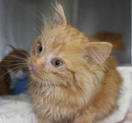 Adopt Percy a Orange or Red Domestic Longhair / Domestic Shorthair / Mixed cat