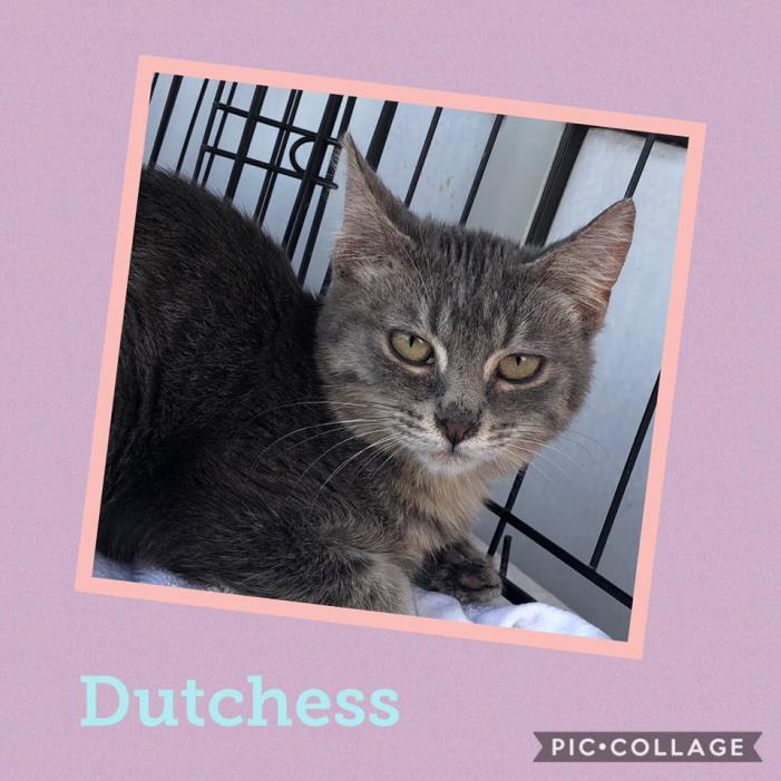 Adopt Dutchess a Gray, Blue or Silver Tabby Domestic Shorthair (short coat) cat