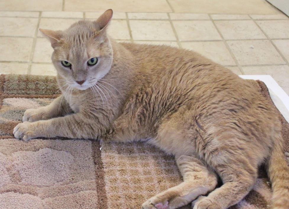 Adopt Bob a Domestic Short Hair