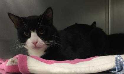 Adopt Duke~18/19-0536b a All Black Domestic Shorthair / Domestic Shorthair /