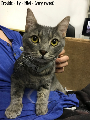 Adopt Trouble a Tabby