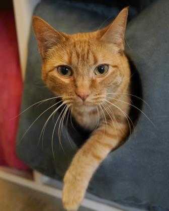 Adopt Lolly a Orange or Red Domestic Shorthair / Domestic Shorthair / Mixed cat