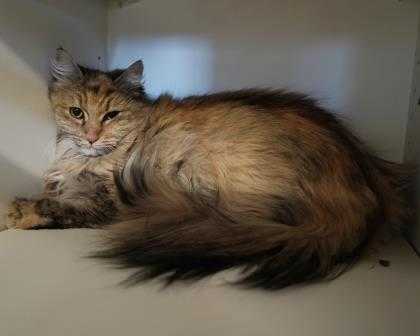 Adopt Tina a Orange or Red Domestic Longhair / Domestic Shorthair / Mixed cat in