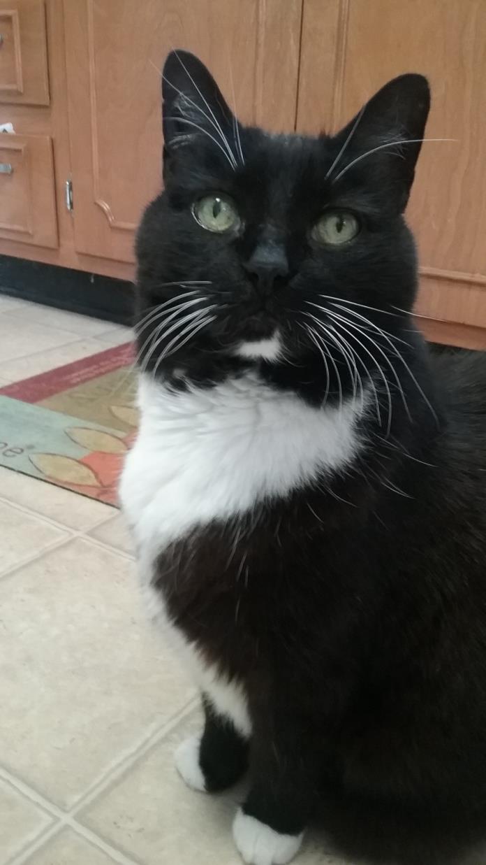 Adopt Tux a Black & White or Tuxedo Domestic Shorthair cat in Lynchburg