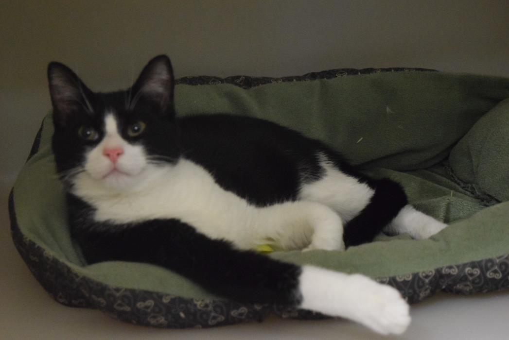 Adopt Cowboy a Domestic Short Hair