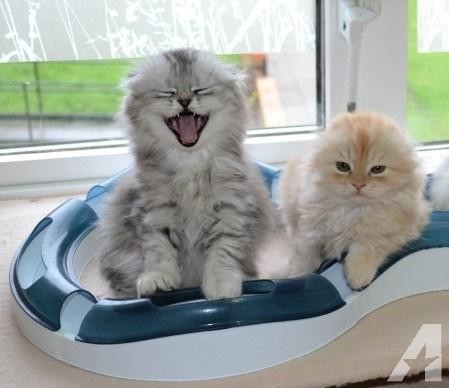 ABLE SCOTTISH FOLD KITTENS for sale