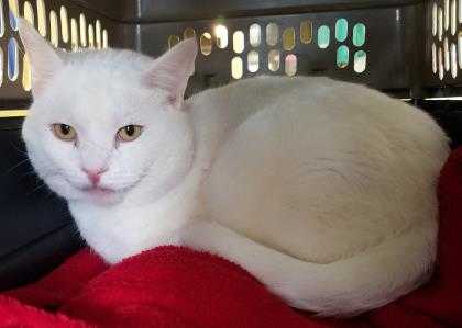Adopt General a White Domestic Shorthair / Domestic Shorthair / Mixed cat in