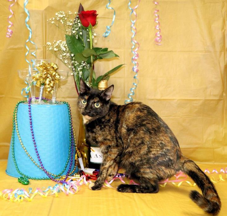 Adopt Charlotte a Tortoiseshell