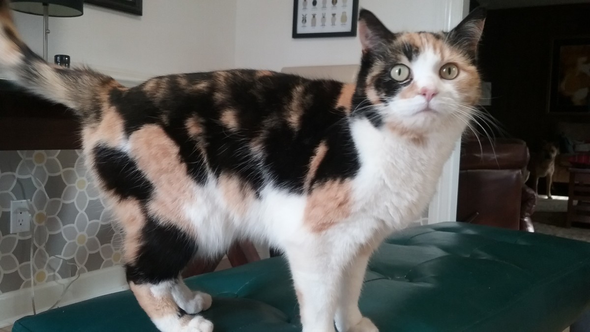 Adopt Emily a Calico or Dilute Calico Calico cat in Lynchburg, VA (24859147)