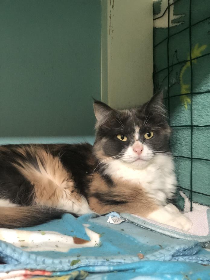 Adopt Eve a Calico