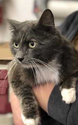 Adopt Mozz a Gray or Blue Domestic Mediumhair / Domestic Shorthair / Mixed cat
