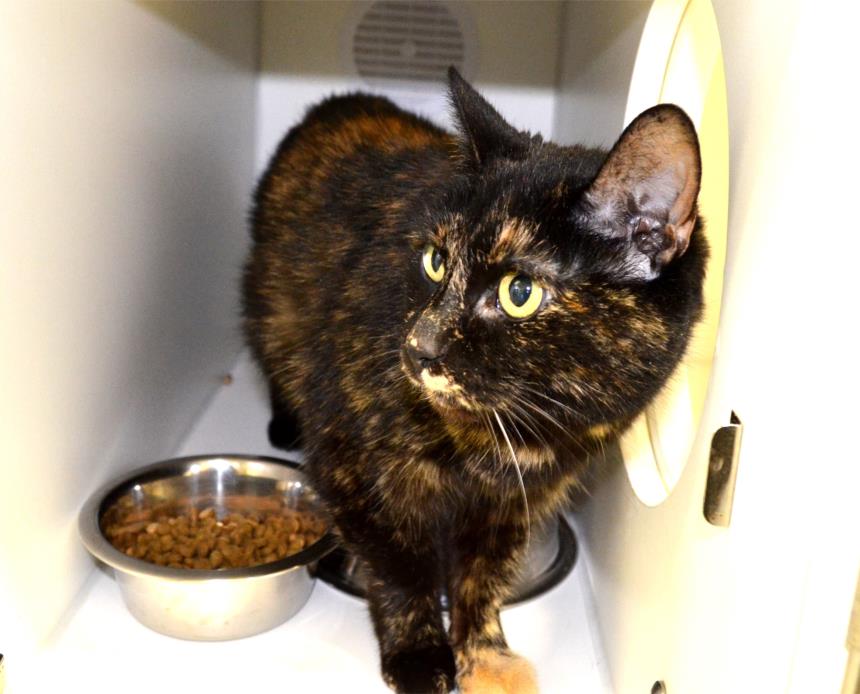 Adopt Gypsy a Domestic Short Hair, Tortoiseshell